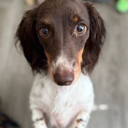 Bella - Dachshund