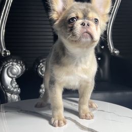 French Bulldog puppies from Velvet Fluffy Pups