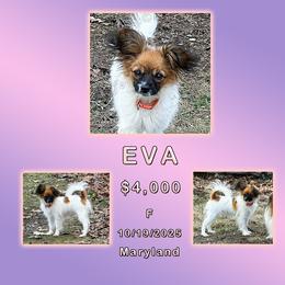 Eva - White and sable female Papillon puppy in Oakland, Maryland from Holly Huxford