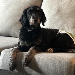 Vadamee - Bernedoodle