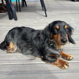 Betsy - Dachshund