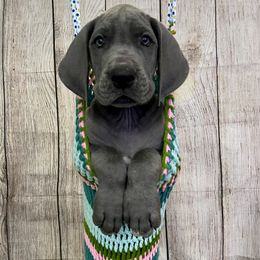 Great Dane Puppies from Lazuli Great Danes