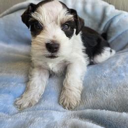 Stitch - Parti male Miniature Schnauzer puppy in Crosby, Texas from Raisin' the Woof Schnauzers