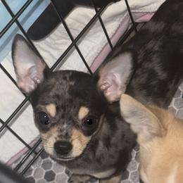 Willow - Merle female Chihuahua puppy in Brooklyn, Connecticut from Ladybug Chihuahuas