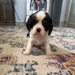 Mr. Green - Tri-color male Cavalier King Charles Spaniel puppy in Rocky Ford, Colorado from Scofield Cavaliers