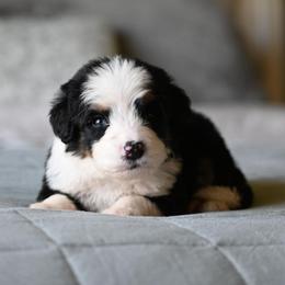 Charro - Tri-color male Bernedoodle puppy in Grove, Oklahoma from Grand Lake Poodles & Doodles