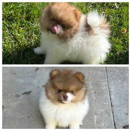 Spot - Chocolate parti male Pomeranian puppy in Sonora, California from NorCal Pomeranians