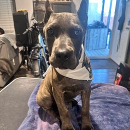 Arya - Gray brindle female Cane Corso puppy in Justin, Texas from Bella Vista Kennels