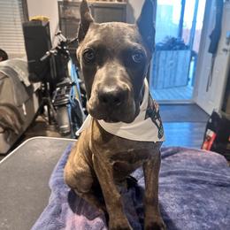 Arya - Gray brindle female Cane Corso puppy in Justin, Texas from Bella Vista Kennels