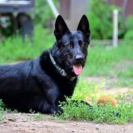Benelli - German Shepherd