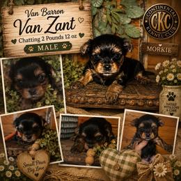 Van Barron Van Zant - Black and gold male Morkie puppy in Dalton, Georgia from Southern Charm Precious Paws