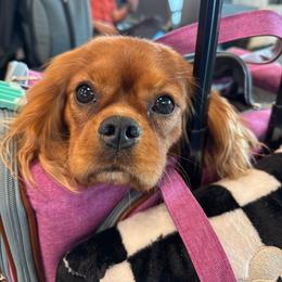 Jericho - Cavalier King Charles Spaniel
