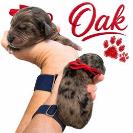 Oak - Merle male Saint Berdoodle puppy in Garland, Texas from Brewer's Doodles and French Bulldogs