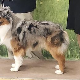 Miniature American Shepherds from Givadem