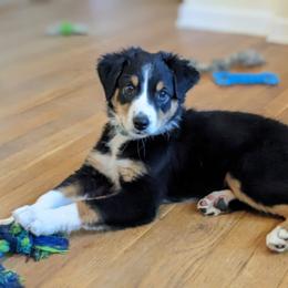 Aussiedoodle, Australian Shepherd, and Golden Retriever Puppies from Hope & Joy Acres