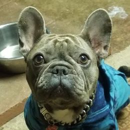 French Bulldog All Grown Up from Blue Cedar Kennels