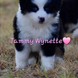 Tammy Wynette - Black tri female Toy Australian Shepherd puppy in Powell Butte, Oregon from Willow Lane Ranch