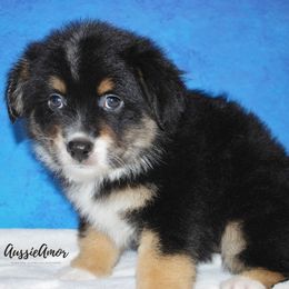 Miniature Australian Shepherd Puppies from Aussie Amor