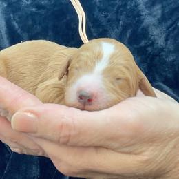Peach Male - Apricot male Goldendoodle puppy in Great Falls, Montana from Montana Goldendoodles