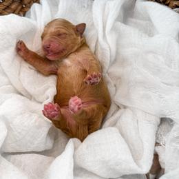 Hattie's Last Chapter- Bookmark - Apricot male Goldendoodle puppy in Russell Springs, Kentucky from Milk & Honey Doodles