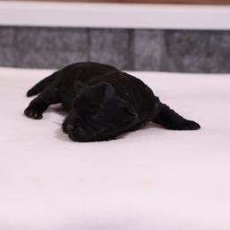 Kyla - Black female Whoodle puppy in West Bend, Iowa from Blue Skies Terriers