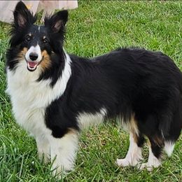 Celeste Adora Daiya of Tex-Tenn - Black white and tan female Shetland Sheepdog puppy in Lebanon, Tennessee from Henotic Homestead's Shetland Sheepdogs