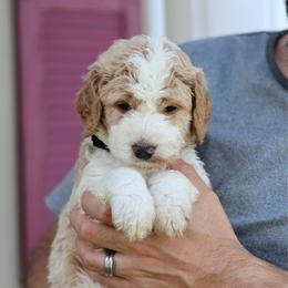Cooper - Parti male Goldendoodle puppy in Cherry Creek, New York from Doodles Pups of NY