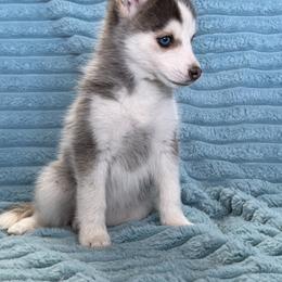 Gracie - Silver female Pomsky puppy in Aberdeen, Idaho from Willow Creek Cresteds