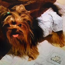 Kidoo - Yorkshire Terrier