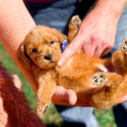 Flynn - Red  male Goldendoodle puppy in Statesville, North Carolina from Doodle Babies