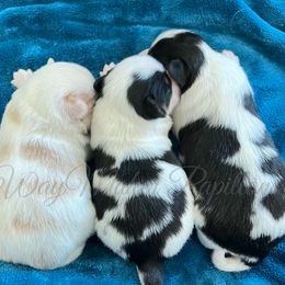 Papillon Puppies from WayMaker Papillons