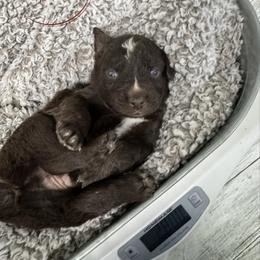 Red Tri 3 - Red tri-color male Australian Shepherd puppy in Archie, Missouri from Beachin' Aussies