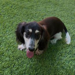 Travis Tritt pet 2500 - Piebald male Dachshund puppy in Irving, Texas from DFW Dachshunds by G & S