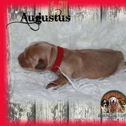 Augustus - Golden male Golden Retriever puppy in Anson, Texas from Diamond Bar N Ranch