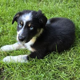 Tiana - Black tri-color female Australian Shepherd puppy in Peach Bottom, Pennsylvania from Arcadia Australian Shepherds