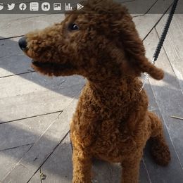 Scarlett - Poodle