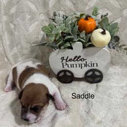 Boy with saddle on back - Brown and white male Jack Russell Terrier puppy in Greeneville, Tennessee from Wampler Jacks