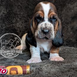 Rolo - Black brown and white male Basset Hound puppy in Talbotton, Georgia from Southern City Bassets