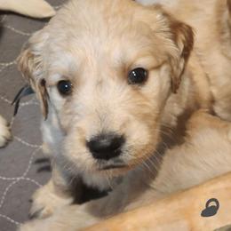 Gray - Golden male Golden Retriever puppy in Lucasville, Ohio from Halo Kennels