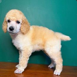 Wolf - Cream male Poodle puppy in Greenwich, New York from MizzElle’s Standard Poodles