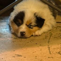 Peter - Blue merle male Australian Shepherd puppy in Brownfield, Maine from Misty Feather Aussies