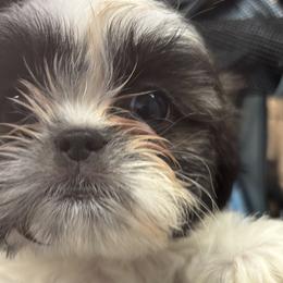 Shih Tzus, Shorkies, and Yorkshire Terriers from Yorkie  And Shih Tzu Love