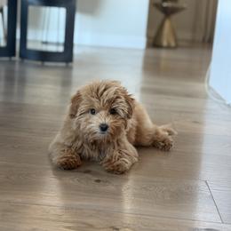 Bernedoodle, Cavapoo, Havanese, and Havapoo Puppies from Lady Paws Puppies - Cassie