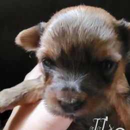 Dancer - Liver Yorkshire Terrier puppy in Pocatello, Idaho from JJ's Yorkies