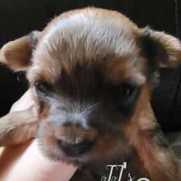 Dancer - Liver Yorkshire Terrier puppy in Pocatello, Idaho from JJ's Yorkies