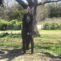 Wicked - Silken Windhound
