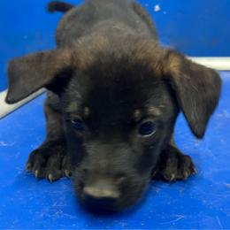Knox - Yellow male Dutch Shepherd puppy in Sierra Vista, Arizona from KnightWatch K-9