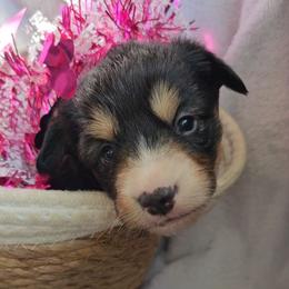 Robin - Black and white female American Corgi puppy in Mansfield, Ohio from Moonrise corgis