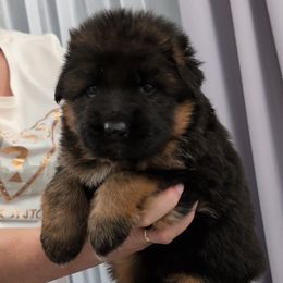 Male 1 - Black and tan male German Shepherd puppy in Lexington, Virginia from Buffelbach Farmstead Shepherds
