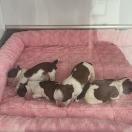 Northstars Leading Light Gracie - Gold and white female Shih Tzu puppy in Paso Robles, California from Northstar Shih Tzu